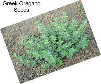 Greek Oregano Seeds