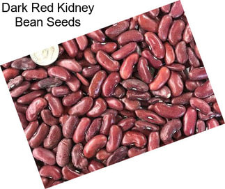 Dark Red Kidney Bean Seeds