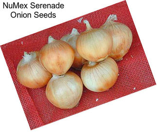 NuMex Serenade Onion Seeds
