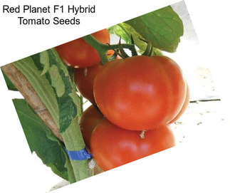 Red Planet F1 Hybrid Tomato Seeds