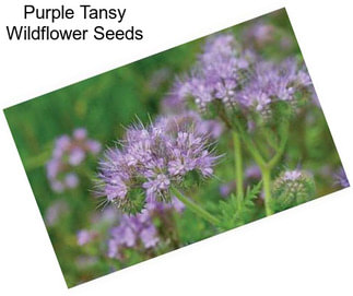 Purple Tansy Wildflower Seeds