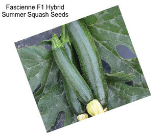 Fascienne F1 Hybrid Summer Squash Seeds