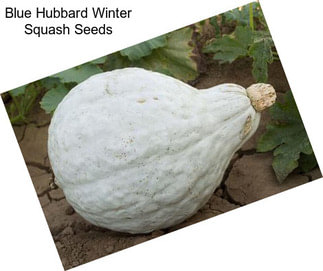 Blue Hubbard Winter Squash Seeds