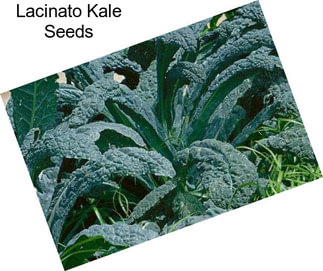 Lacinato Kale Seeds