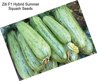 Ziti F1 Hybrid Summer Squash Seeds