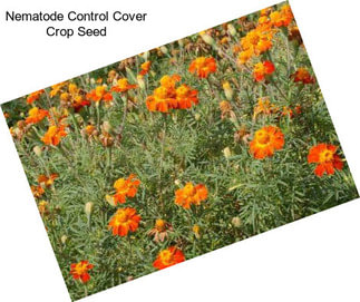 Nematode Control Cover Crop Seed