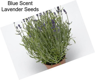 Blue Scent Lavender Seeds