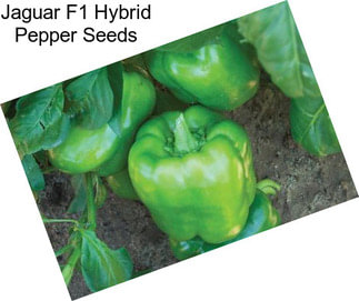 Jaguar F1 Hybrid Pepper Seeds