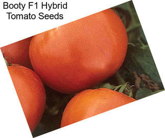 Booty F1 Hybrid Tomato Seeds