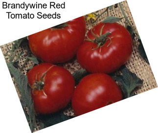 Brandywine Red Tomato Seeds