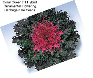 Coral Queen F1 Hybrid Ornamental Flowering Cabbage/Kale Seeds