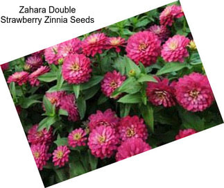 Zahara Double Strawberry Zinnia Seeds