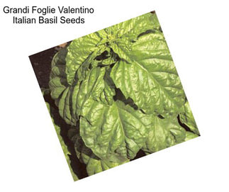 Grandi Foglie Valentino Italian Basil Seeds