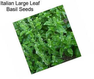 Italian Large Leaf Basil Seeds