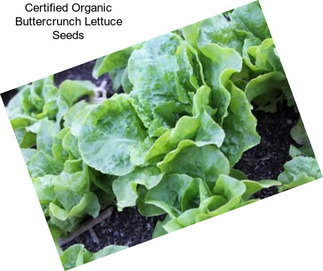 Certified Organic Buttercrunch Lettuce Seeds