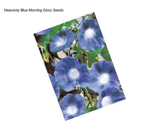 Heavenly Blue Morning Glory Seeds