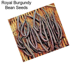 Royal Burgundy Bean Seeds