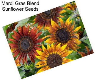 Mardi Gras Blend Sunflower Seeds
