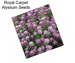 Royal Carpet Alyssum Seeds