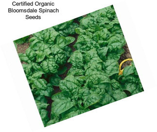 Certified Organic Bloomsdale Spinach Seeds