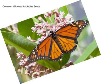 Common Milkweed Asclepias Seeds