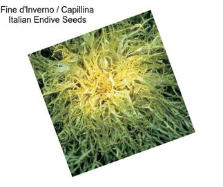 Fine d\'Inverno / Capillina Italian Endive Seeds