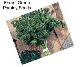 Forest Green Parsley Seeds