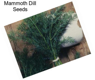 Mammoth Dill Seeds