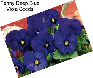 Penny Deep Blue Viola Seeds