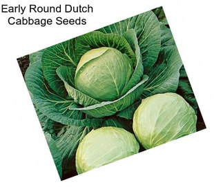 Early Round Dutch Cabbage Seeds