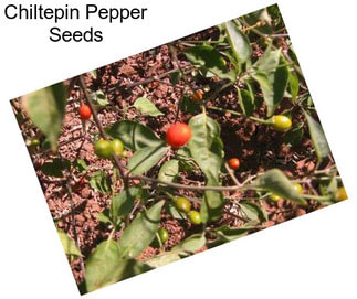 Chiltepin Pepper Seeds