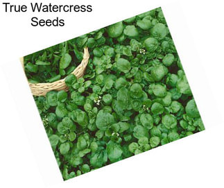 True Watercress Seeds