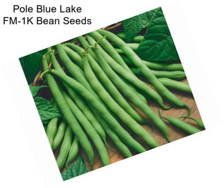 Pole Blue Lake FM-1K Bean Seeds