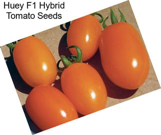 Huey F1 Hybrid Tomato Seeds