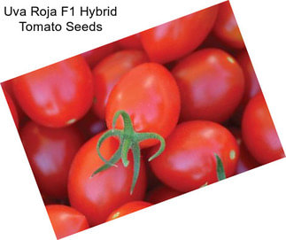 Uva Roja F1 Hybrid Tomato Seeds