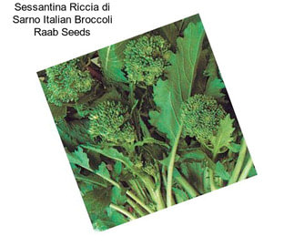 Sessantina Riccia di Sarno Italian Broccoli Raab Seeds