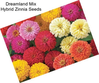 Dreamland Mix Hybrid Zinnia Seeds