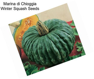 Marina di Chioggia Winter Squash Seeds