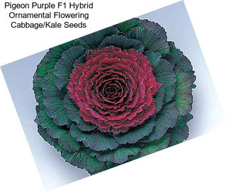 Pigeon Purple F1 Hybrid Ornamental Flowering Cabbage/Kale Seeds