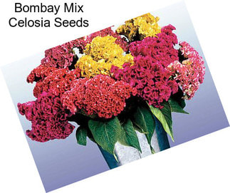 Bombay Mix Celosia Seeds