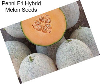 Penni F1 Hybrid Melon Seeds