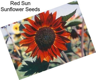 Red Sun Sunflower Seeds