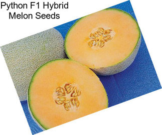Python F1 Hybrid Melon Seeds