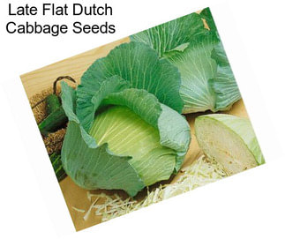 Late Flat Dutch Cabbage Seeds
