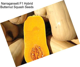 Narragansett F1 Hybrid Butternut Squash Seeds