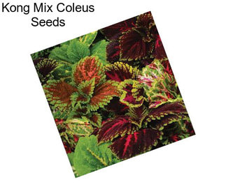 Kong Mix Coleus Seeds
