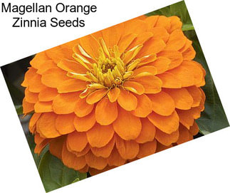 Magellan Orange Zinnia Seeds