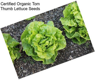Certified Organic Tom Thumb Lettuce Seeds