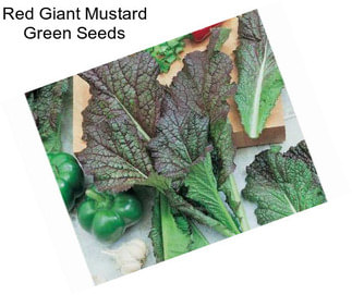 Red Giant Mustard Green Seeds