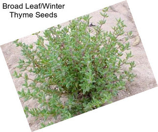 Broad Leaf/Winter Thyme Seeds